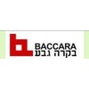 BACCARA代理 BACCARA以色列